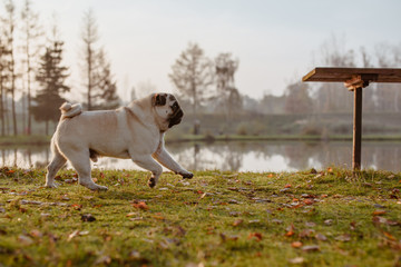 Młody mops, pies rasowy, szczeniak fci biegnie uroczo po trawie nad jeziorem, o zachodzie słońca, jesienią