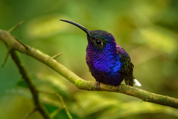 Fototapeta premium Violet Sabrewing - Campylopterus hemileucurus very large hummingbird native to southern Mexico and Central America, Costa Rica and Panama