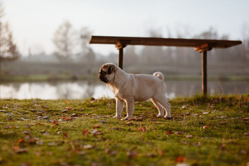 Młody pies rasy mops stoi przy ławce w parku nad jeziorem i patrzy skupiony w dal, o zachodzie słońca wczesną jesienią z wodą i drzewami rozmytymi w tle