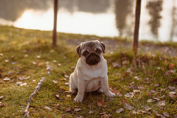 Młody piesek, szczeniak rasy mops siedzi grzecznie na trawie w parku i patrzy smutnym, pięknym spojrzeniem z miłością w obiektyw z pełnym grubym brzuszkiem