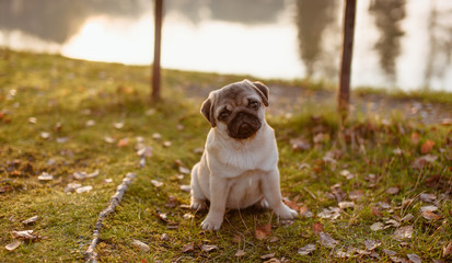 Młody pies, szczeniak rasy mops, z pełnym brzuszkiem siedzi na zielonej trawie w parku, o...