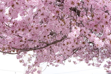 桜