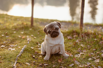 Uroczy i kochany pies, szczeniak, mopsik, siedzi na trawie w parku o zachodzie słońca nad wodą, patrzy ze smutkiem w obiektyw i przekręca głowę zamyślony w ciepły, słoneczny dzień - obrazy, fototapety, plakaty
