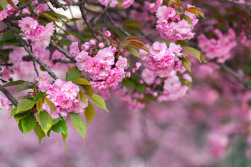 Pink sakura flowers on spring cherrys twigs. Springtime nature background