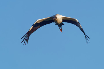 Wood Stork - Mycteria americana formerly called the wood ibis. Found in subtropical and tropical habitats in the Americas