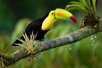 Keel-billed Toucan - Ramphastos sulfuratus  also known as sulfur-breasted toucan or rainbow-billed toucan
