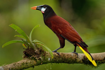 Montezuma Oropendola - Psarocolius montezuma  tropical icterid bird. It is in the Caribbean coastal lowlands, Mexico, Panama, Nicaragua, Honduras, Costa Rica