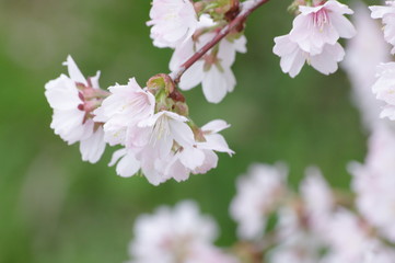 桜