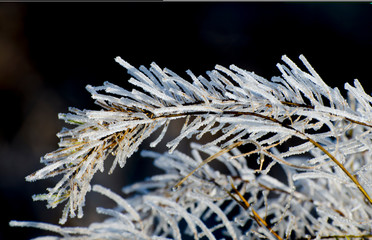 Branch of the plant in hoarfrost