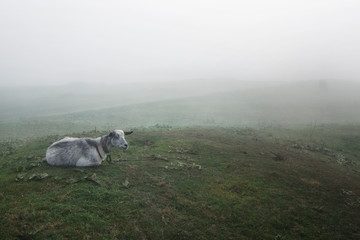 Little goat is grazed on a green meadow in the spring. The morning was foggy