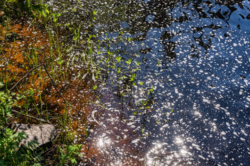 Foamy streams of water Tahmayoki River on the waterfall Ahinkoski