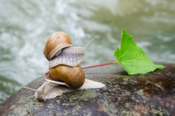 Two snails crawling on the stone. Photo overlooking the mountain river