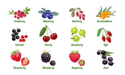 Set of berries isolated on white background. Raspberry, Blackberry, Strawberry, Gooseberry, Cherry, Currant, Sea buckthorn, Blueberry, Cranberry, Acai, Goji, Barberry. Vector flat illustration. © Sunnydream