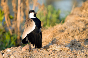 spur winged plover, common bird in Egypt and Africa.