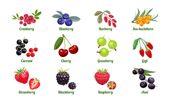 Set of berries isolated on white background. Raspberry, Blackberry, Strawberry, Gooseberry, Cherry, Currant, Sea buckthorn, Blueberry, Cranberry, Acai, Goji, Barberry. Vector flat illustration.