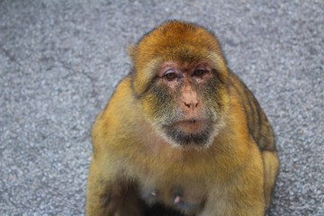 macaque vu sur le rocher de Gibraltar	