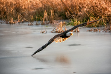 Bald Eagle in flight