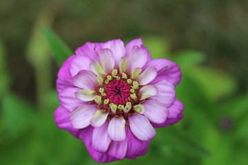 White and Purple Zinnia