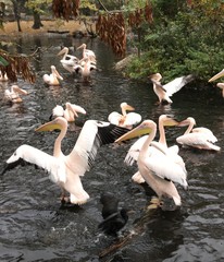 Pel&iacute;canos rosas