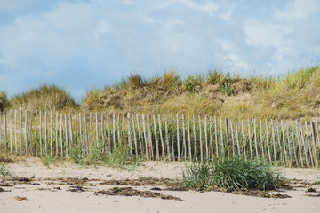 Fototapeta premium Green grass area on the beach