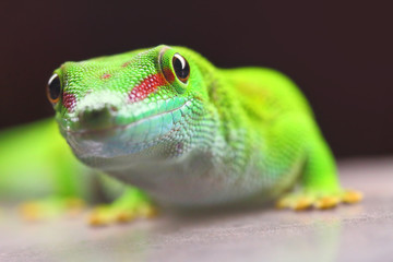 Phelsuma madagascariensis is a species of day Gecko that lives in Madagascar and Reunion. Close up with shallow depth of focus.