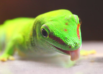 Phelsuma madagascariensis is a species of day Gecko that lives in Madagascar and Reunion. Close up with shallow depth of focus.