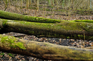 Pnie drzew w rezerwacie © Grzegorz Polak