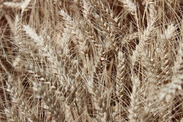 Ripe Wheat Near Moscow, Idaho
