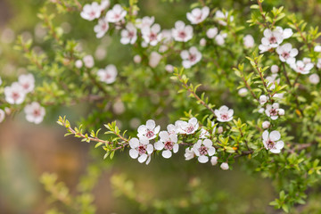 isolated white manuka tree flowers in bloom with blurred background