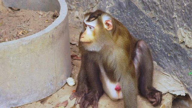 lapunder, male pig tailed macaque in the zoo aviary