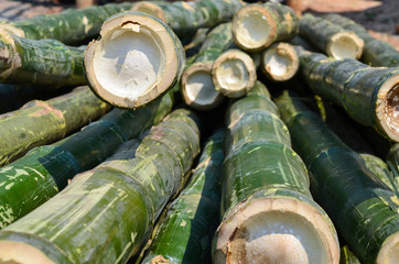 Cutted bamboo trees