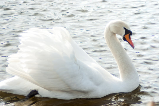 Mute swan swimming on the lake, full side view.