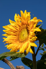 Naklejka premium Sonnenblume
