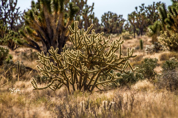Utah, Nevada, California (USA)