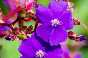 Purple flower and red