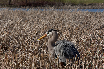 Great Blue Heron