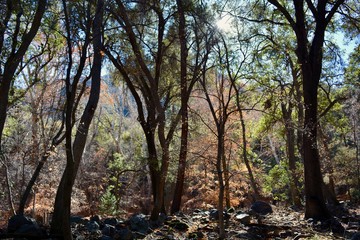 Southeast Arizona Canyon Forest Trees Light