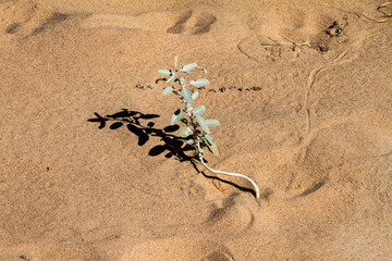 Utah, Nevada, California (USA)