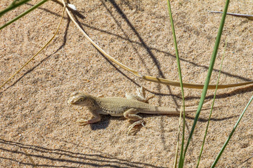 Utah, Nevada, California (USA)