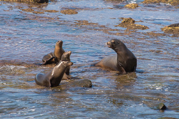 Fototapeta premium Group of Four California Sea Lions at the Edge of the Pacific Ocean