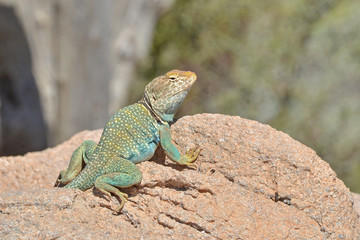 Naklejka na ściany i meble Male Collared Lizard resting on a Rock