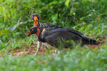 King vulture, Sarcoramphus papa, large bird found in Central and South America. Flying bird, forest in the background. Wildlife scene from tropic nature. Red head bird. Condor with open wing, Panama