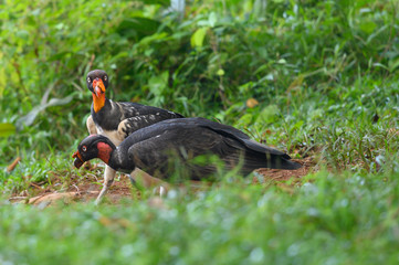 King vulture, Sarcoramphus papa, large bird found in Central and South America. Flying bird, forest in the background. Wildlife scene from tropic nature. Red head bird. Condor with open wing, Panama