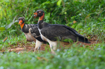 King vulture, Sarcoramphus papa, large bird found in Central and South America. Flying bird, forest in the background. Wildlife scene from tropic nature. Red head bird. Condor with open wing, Panama