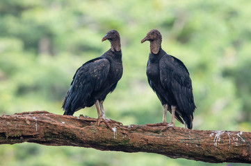 King vulture, Sarcoramphus papa, large bird found in Central and South America. Flying bird, forest...