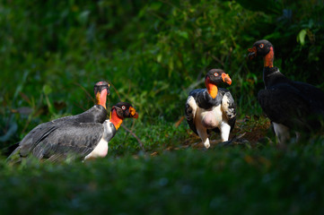 King vulture, Sarcoramphus papa, large bird found in Central and South America. Flying bird, forest in the background. Wildlife scene from tropic nature. Red head bird. Condor with open wing, Panama