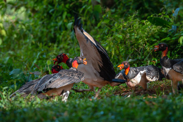 King vulture, Sarcoramphus papa, large bird found in Central and South America. Flying bird, forest...