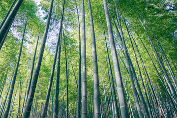 Obraz na płótnie Canvas Bamboo Forest in Kyoto, Japan