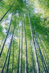 Fototapeta na wymiar Bamboo Forest in Kyoto, Japan