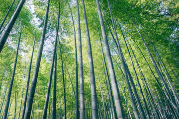 Fototapeta na wymiar Bamboo Forest in Kyoto, Japan